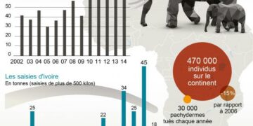 Trafic d’espèces protégées : l’accroissement du trafic illégal de l’ivoire menace la survie de l’espèce