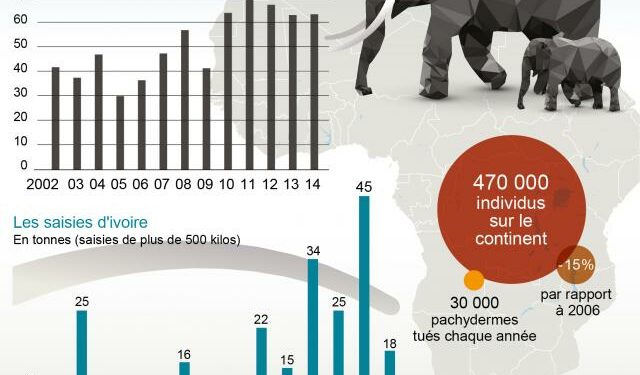 Trafic d’espèces protégées : l’accroissement du trafic illégal de l’ivoire menace la survie de l’espèce