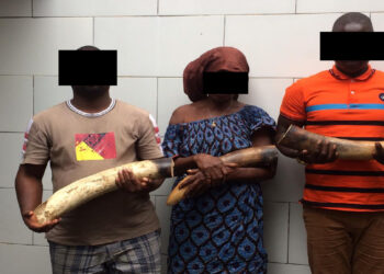 Côte d’Ivoire : Trois présumés trafiquants majeurs opérant dans le commerce illégal de l’ivoire mis aux arrêts