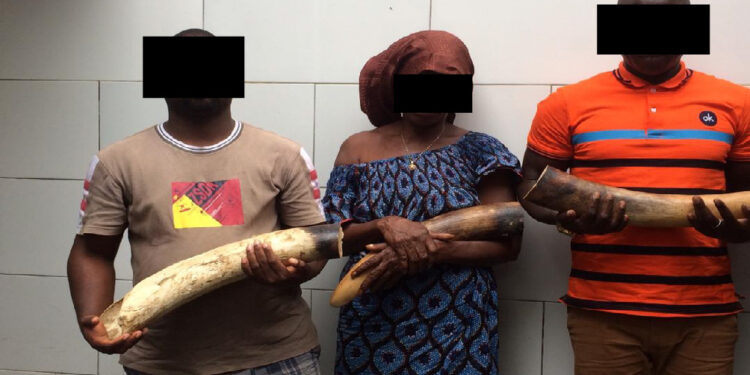 Côte d’Ivoire : Trois présumés trafiquants majeurs opérant dans le commerce illégal de l’ivoire mis aux arrêts