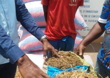 Yamoussoukro : un planteur arrêté avec 250 kg de cannabis