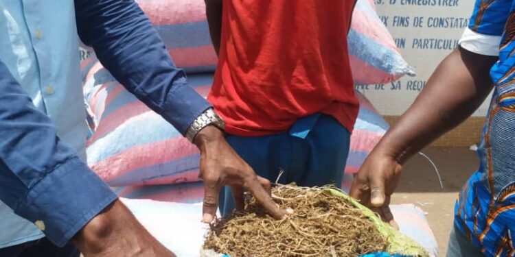 Yamoussoukro : un planteur arrêté avec 250 kg de cannabis