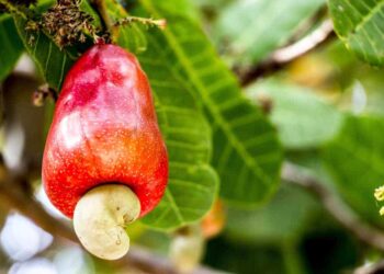 Côte d’Ivoire/ Fête de travail 2019: Une généralisation de l’achat de la noix de cajou à 375 FCFA en cours depuis samedi (AG Coulibaly)