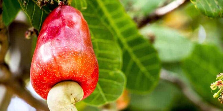 Côte d’Ivoire/ Fête de travail 2019: Une généralisation de l’achat de la noix de cajou à 375 FCFA en cours depuis samedi (AG Coulibaly)