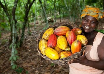 Cacaoculture : Plus de 7 000 milliards de FCFA distribués aux producteurs depuis 2011 