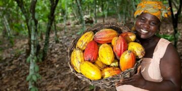 Cacaoculture : Plus de 7 000 milliards de FCFA distribués aux producteurs depuis 2011 