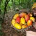 Cacaoculture : Plus de 7 000 milliards de FCFA distribués aux producteurs depuis 2011 
