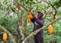 Cacao durable : 350 ONG ivoiriennes veulent la garantie d’un revenu suffisant aux planteurs  