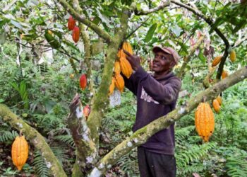 Cacao durable : 350 ONG ivoiriennes veulent la garantie d’un revenu suffisant aux planteurs  