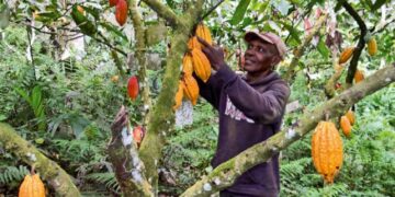 Cacao durable : 350 ONG ivoiriennes veulent la garantie d’un revenu suffisant aux planteurs