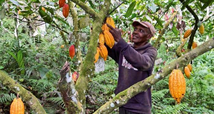 Cacao durable : 350 ONG ivoiriennes veulent la garantie d’un revenu suffisant aux planteurs