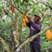 Cacao durable : 350 ONG ivoiriennes veulent la garantie d’un revenu suffisant aux planteurs  