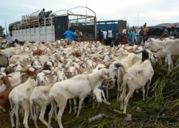 Remous dans la filière bétail: la FENACOFBVI-CI appelle à une discussion ouverte et à la suspension des nouveaux tarifs