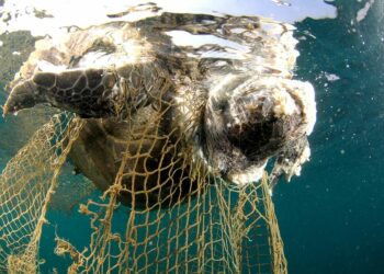 Environnement/Biodiversité : Un million d&rsquo;espèces menacées d’extinction totale