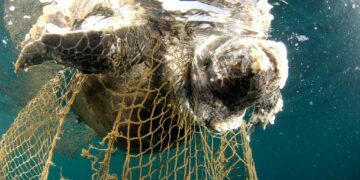 Environnement/Biodiversité : Un million d&rsquo;espèces menacées d’extinction totale