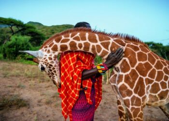 Les girafes s&rsquo;éteignent dans la plus grande indifférence