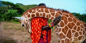 Les girafes s&rsquo;éteignent dans la plus grande indifférence