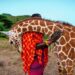 Les girafes s’éteignent dans la plus grande indifférence