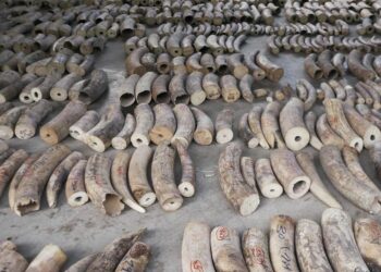 Le trafic international d&rsquo;espèces protégées gagne de l’ampleur