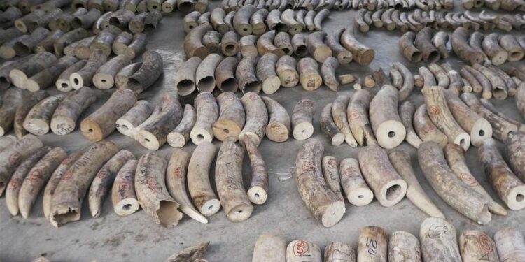 Le trafic international d’espèces protégées gagne de l’ampleur