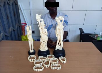 Côte d&rsquo;Ivoire/Trafic d’espèces protégées : un trafiquant d’ivoires arrêté