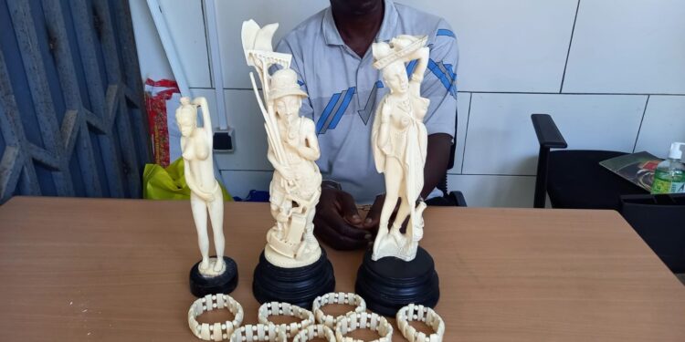 Côte d’Ivoire/Trafic d’espèces protégées : un trafiquant d’ivoires arrêté