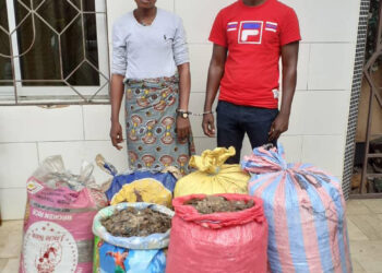 Côte d’Ivoire:Arrestation d’un couple pour trafic de 150 kg d’écailles de pangolin