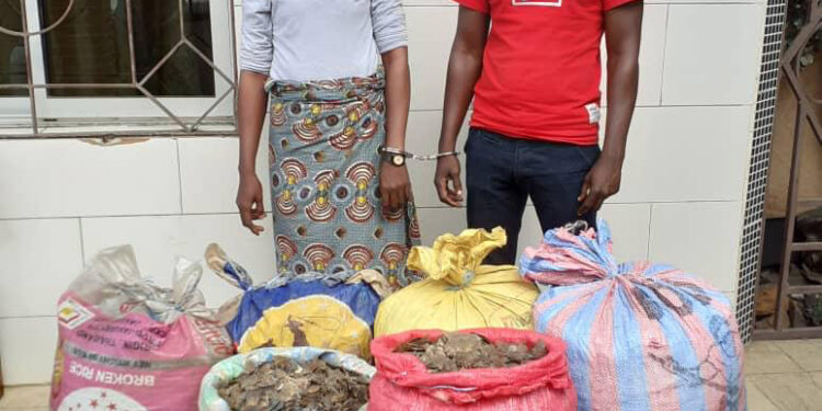 Côte d’Ivoire:Arrestation d’un couple pour trafic de 150 kg d’écailles de pangolin