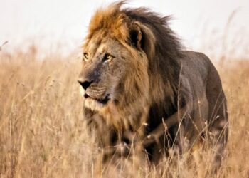 Journée mondiale dédiée aux espèces menacées: Mais que reste-t-il des grands prédateurs ?