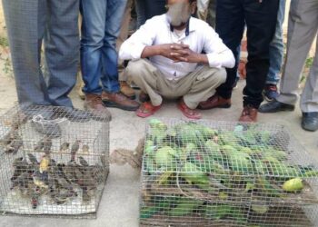 Trafic d’espèces protégées: INTERPOL frappe à nouveau des trafiquants fauniques