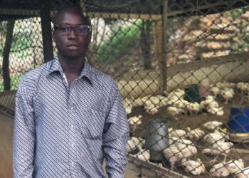 (Portrait) Entrepreneuriat/Élevage de volailles  Kouassi Konan Jean-François, l&rsquo;autodidacte devenu modèle de réussite