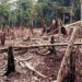 Côte d’Ivoire : 47.000 ha de forêts ont disparu en 2020
