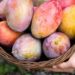 Côte d’Ivoire: Les producteurs de mangue de Ferké mécontents des gestionnaires de la filière