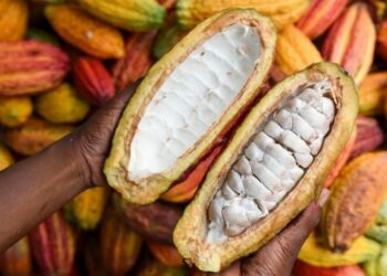 Campagne Intermédiaire de commercialisation du Cacao 2020/2021