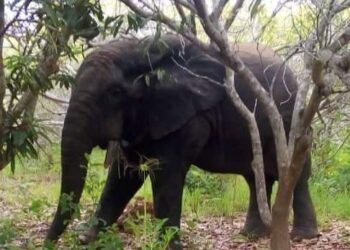 Côte d’Ivoire: Un éléphant sème dégâts et terreur à Gbamélédougou