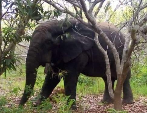 Côte d’Ivoire: Un éléphant sème dégâts et terreur à Gbamélédougou