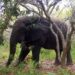 Côte d’Ivoire: Un éléphant sème dégâts et terreur à Gbamélédougou