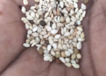 Côte d’Ivoire: Les graines de sésame, un trésor nutritionnels à découvrir 