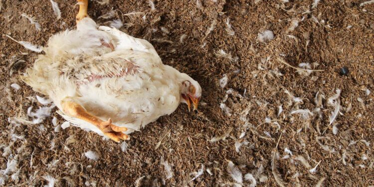 Côte d’Ivoire:  Un foyer de grippe aviaire détecté dans la localité de Mondoukou