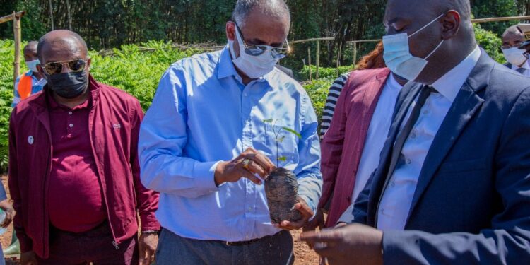 Agroforesterie : le Premier Ministre salue l’engagement des planteurs pour une cacaoculture durable