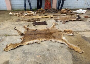 Côte d’Ivoire : Deux présumés trafiquants d’animaux arrêtés avec des peaux de lion, d’hyène et de crocodile