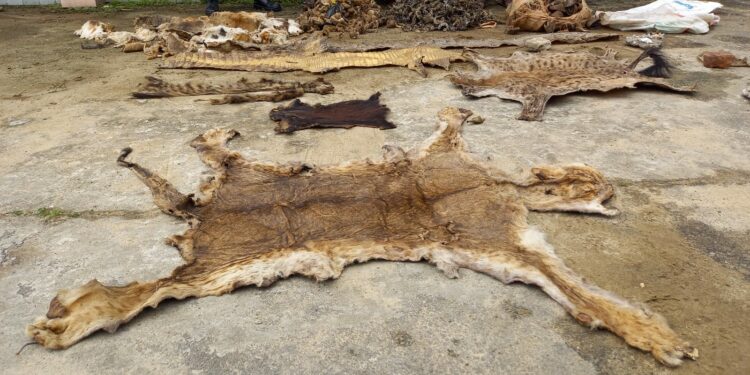 Côte d’Ivoire : Deux présumés trafiquants d’animaux arrêtés avec des peaux de lion, d’hyène et de crocodile