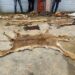 Côte d’Ivoire : Deux présumés trafiquants d’animaux arrêtés avec des peaux de lion, d’hyène et de crocodile