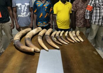 Côte d’Ivoire : Arrestation de 4 présumés trafiquants d’animaux dont un ex-député avec 11 pointes d’ivoire à Marcory