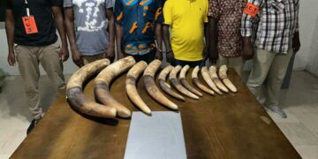 Côte d’Ivoire : Arrestation de 4 présumés trafiquants d’animaux dont un ex-député avec 11 pointes d’ivoire à Marcory
