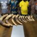 Côte d’Ivoire : Arrestation de 4 présumés trafiquants d’animaux dont un ex-député avec 11 pointes d’ivoire à Marcory