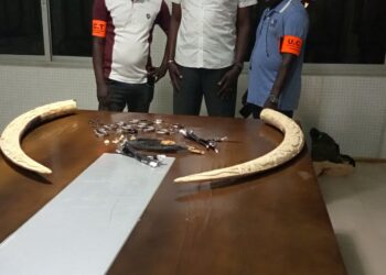 Côte d’Ivoire : Un trafiquant d’ivoire et de poils d’éléphant mis aux arrêts à Treichville