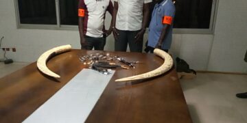 Côte d’Ivoire : Un trafiquant d’ivoire et de poils d’éléphant mis aux arrêts à Treichville