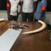 Côte d’Ivoire : Un trafiquant d’ivoire et de poils d’éléphant mis aux arrêts à Treichville