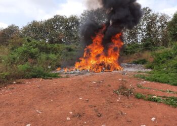 Daloa: Plus de 3 tonnes de drogues incinérées par la cellule anti drogue de la gendarmerie 